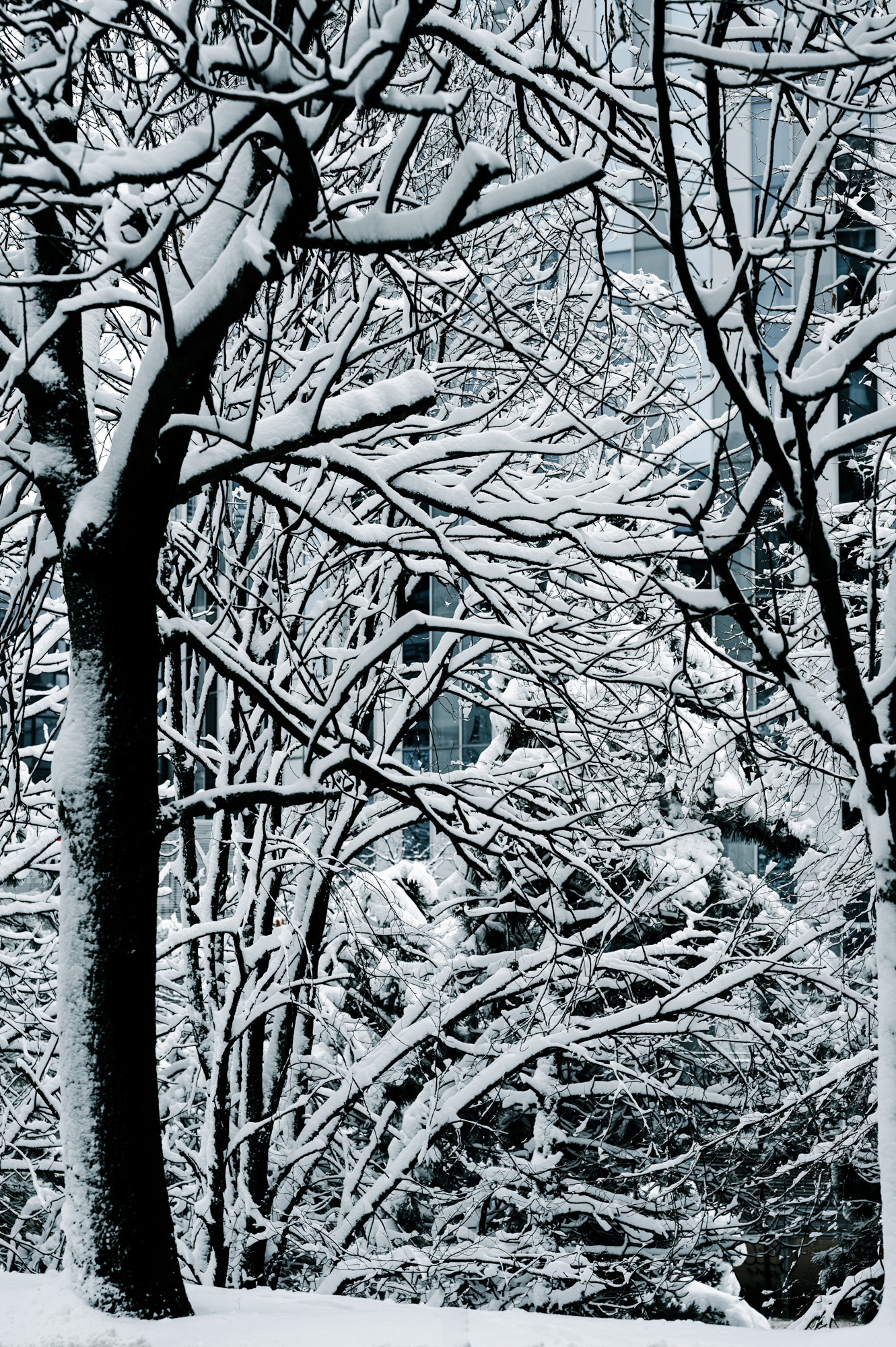 Winter Series