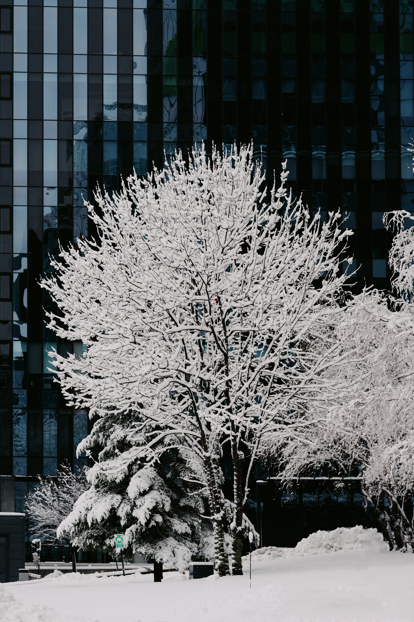 Winter Series