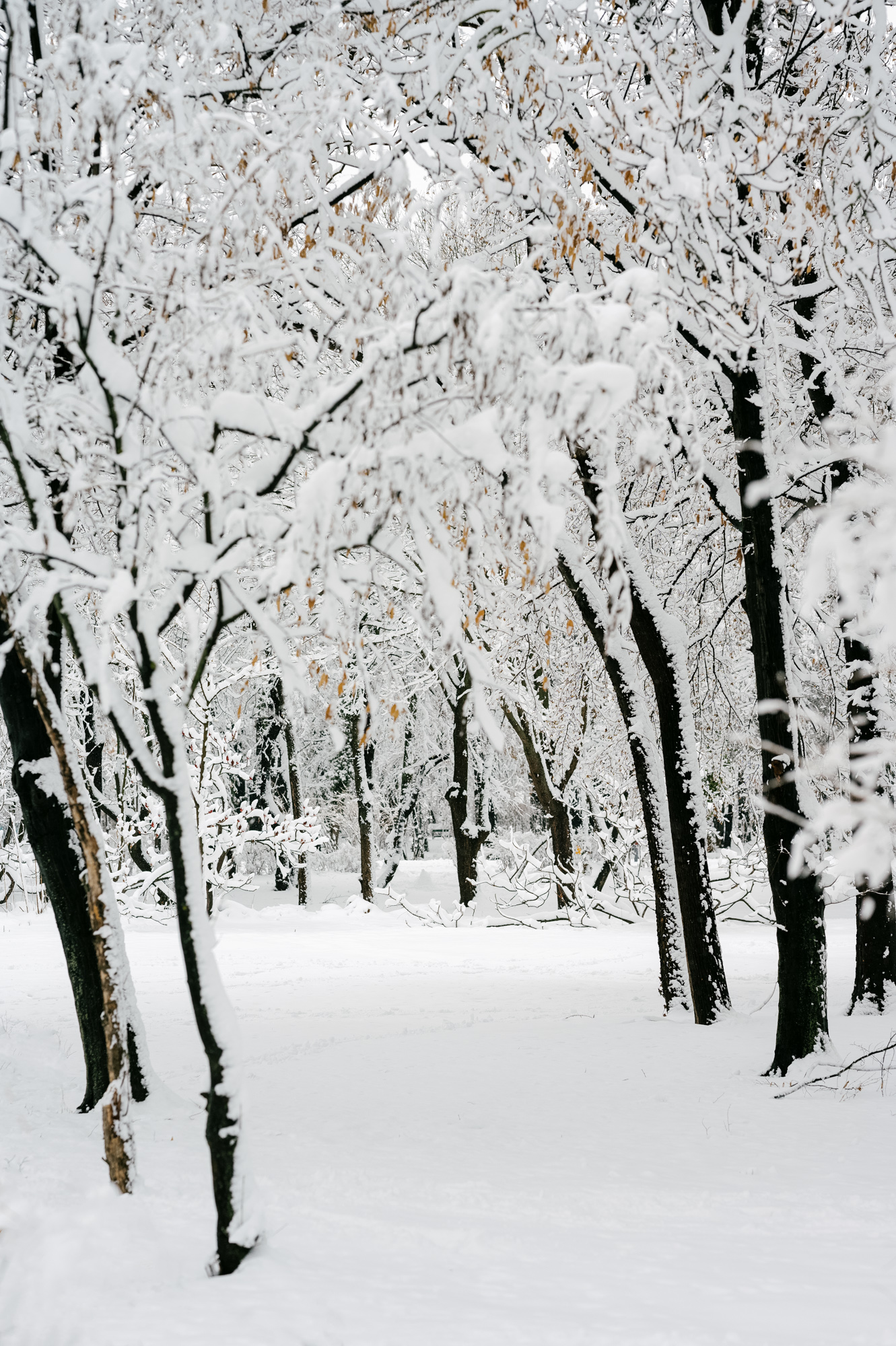 Winter Series