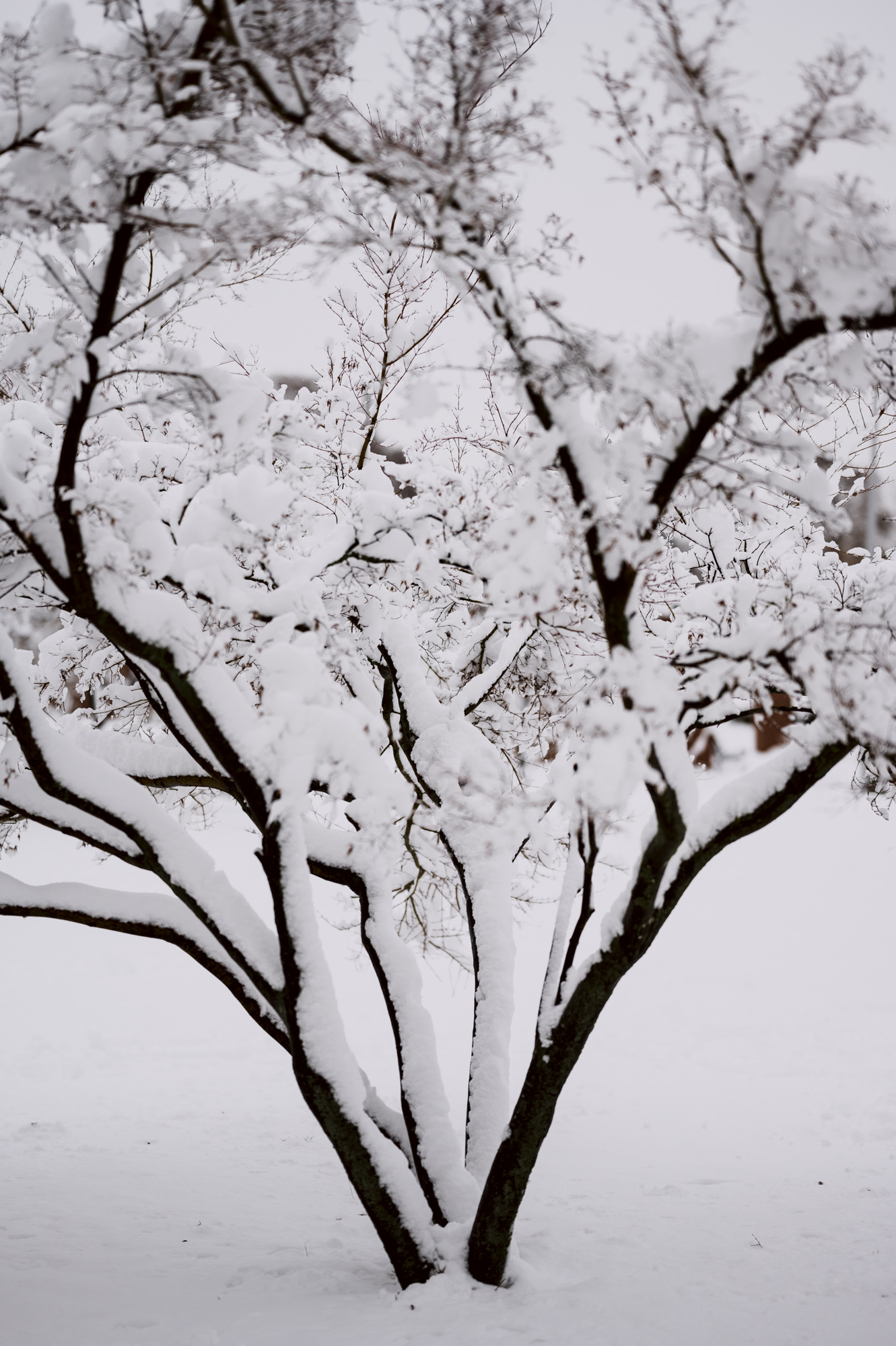 Winter Series