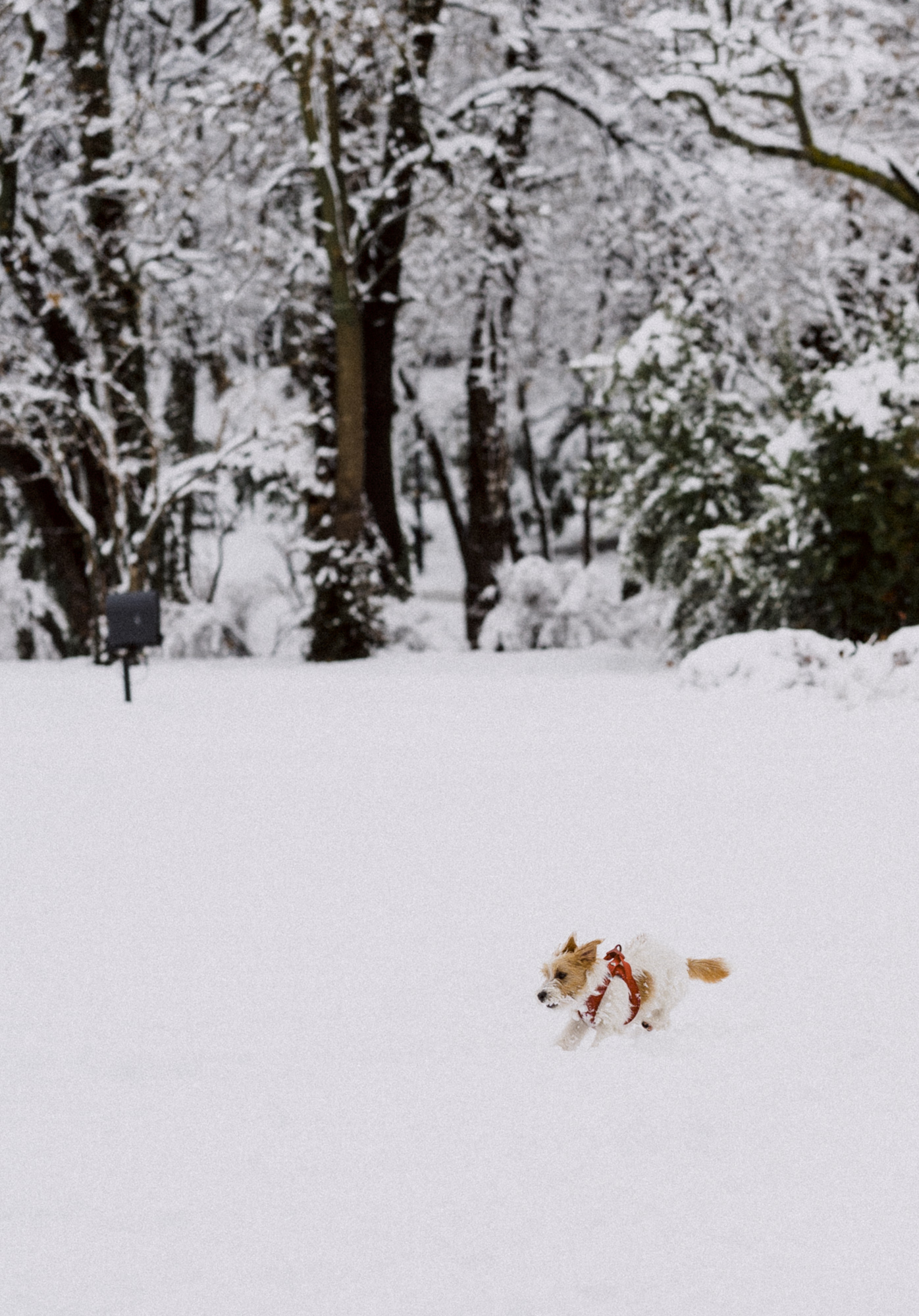 Winter Series